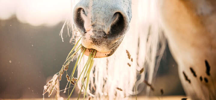 natures best strukturfutter themen e banner